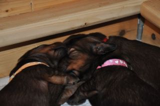 Jamniki d�ugow�ose